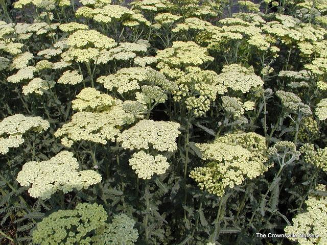 Photo of Yarrow (Achillea Anthea) uploaded by vic