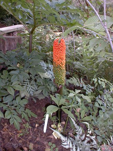 Photo of Voodoo Lily (Amorphophallus konjac) uploaded by vic