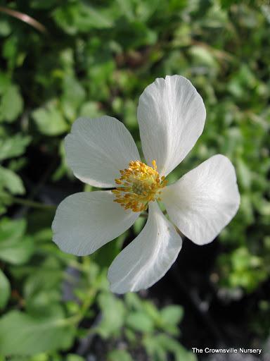 Photo of Snowdrop Anemone (Anemone sylvestris) uploaded by vic