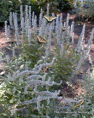 Photo of Anise Hyssop (Agastache 'Blue Fortune') uploaded by vic