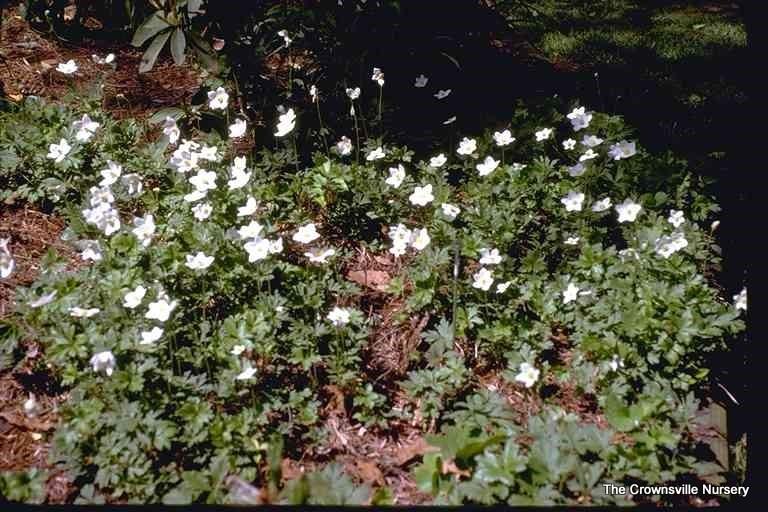 Photo of Snowdrop Anemone (Anemone sylvestris) uploaded by vic