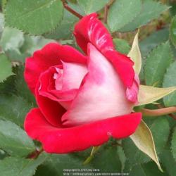 Location: In my Northern California garden
Date: 2013-08-19