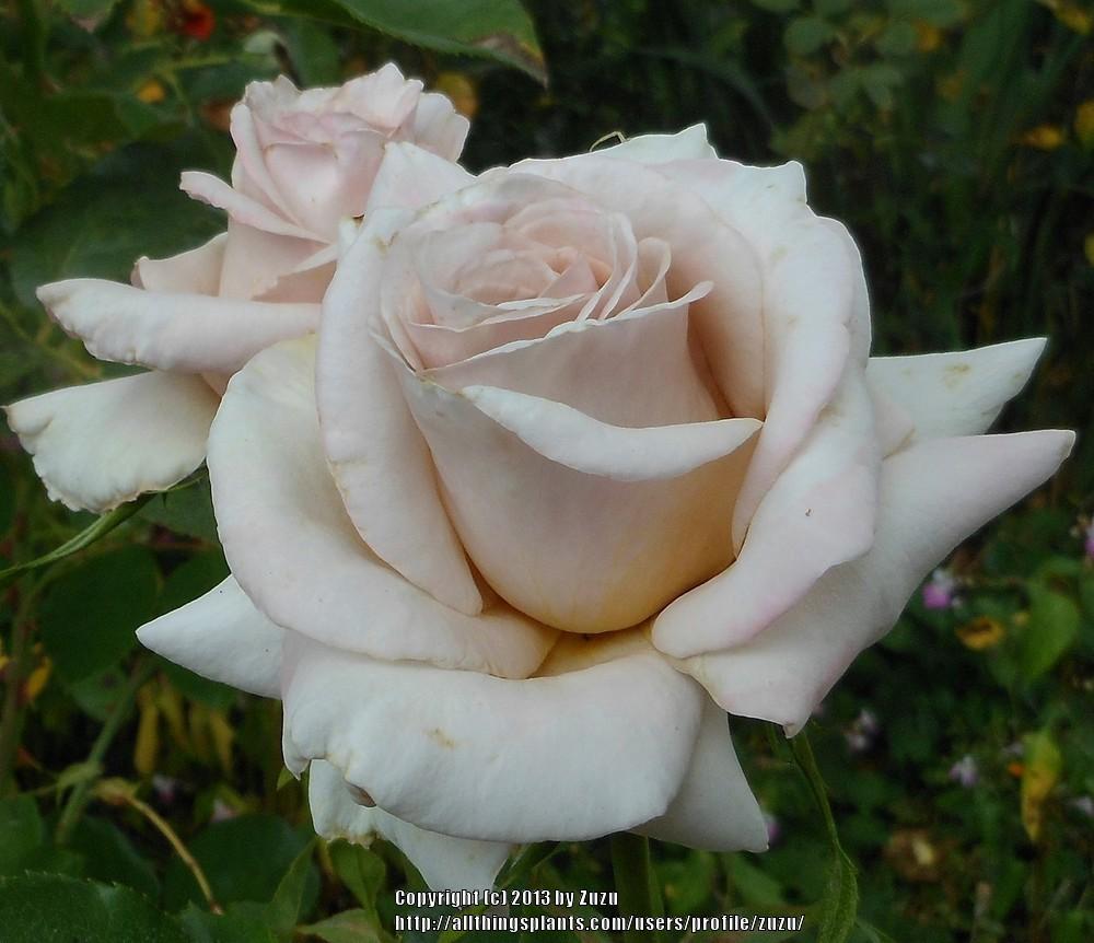 Photo of Rose (Rosa 'Creme Caramel') uploaded by zuzu