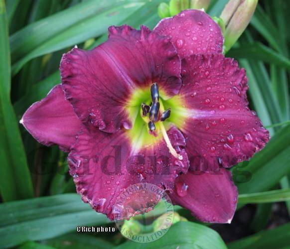 Photo of Daylily (Hemerocallis 'Utopia or Oblivion') uploaded by Char