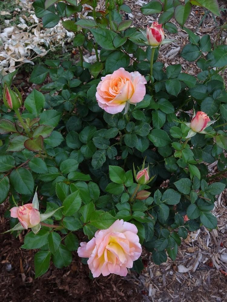 Photo of Rose (Rosa 'Day Breaker') uploaded by Skiekitty
