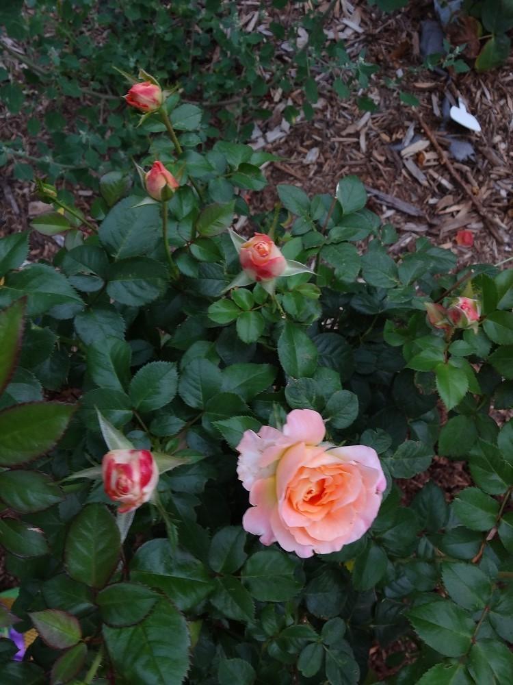 Photo of Rose (Rosa 'Day Breaker') uploaded by Skiekitty