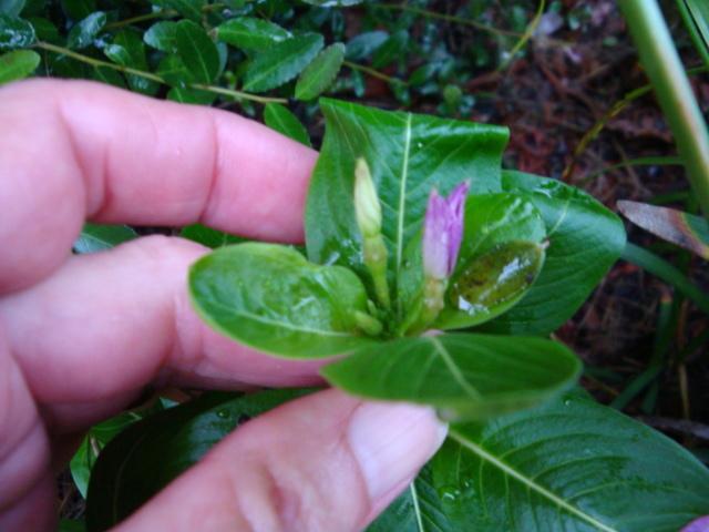 Photo of Vinca (Catharanthus roseus) uploaded by flaflwrgrl
