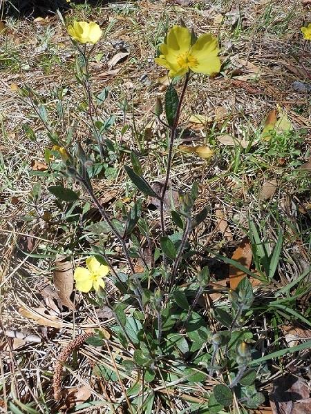 Photo of Carolina rock rose (Crocanthemum carolinianum) uploaded by greene