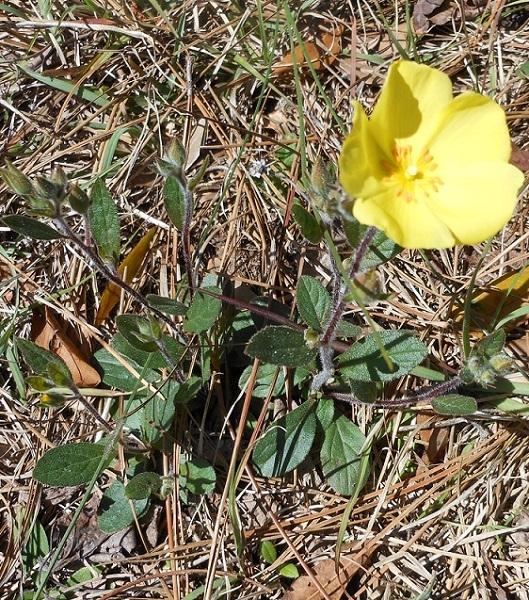 Photo of Carolina rock rose (Crocanthemum carolinianum) uploaded by greene