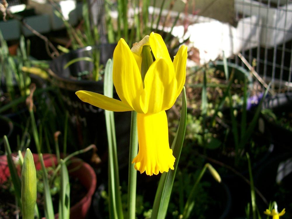 Photo of Cyclamineus Daffodil (Narcissus 'Warbler') uploaded by gwhizz