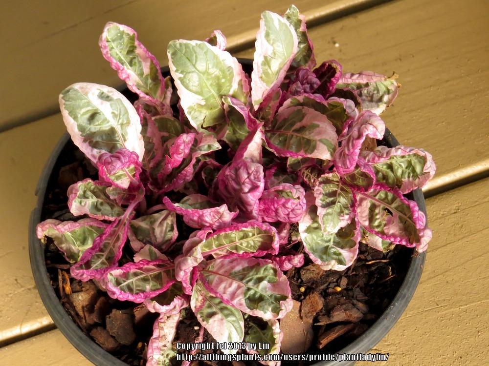 Photo of Purple Waffle Plant (Hemigraphis Snow White) uploaded by plantladylin