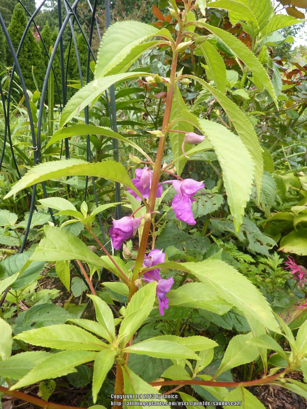 Photo of Touch-Me-Not (Impatiens balsamina) uploaded by sandnsea2