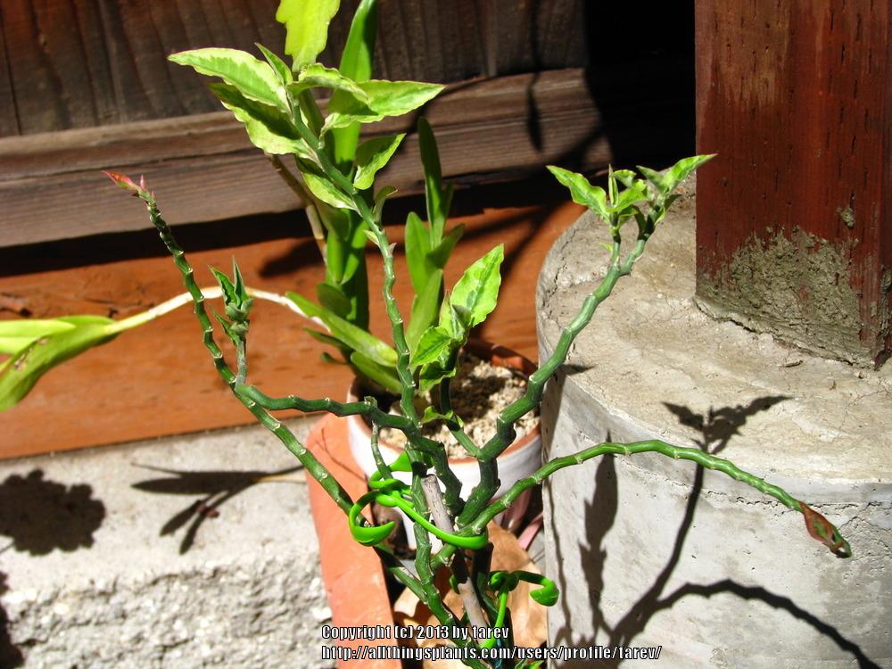 Photo of Variegated Devil's Backbone (Euphorbia tithymaloides 'Variegata') uploaded by tarev
