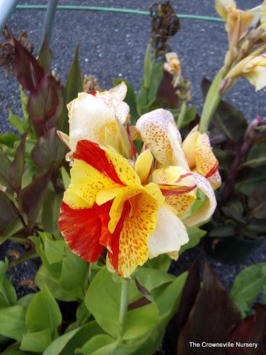 Photo of Canna Lily (Canna 'Yellow King Humbert') uploaded by vic