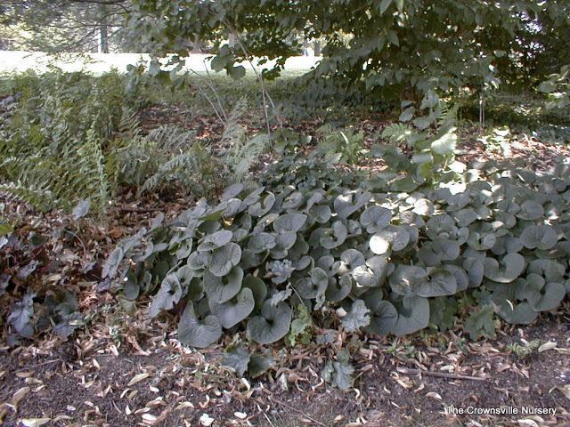 Photo of Wild Ginger (Asarum canadense) uploaded by vic