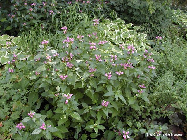 Photo of Pink Turtlehead (Chelone lyonii) uploaded by vic