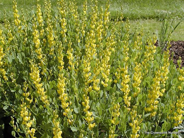 Photo of Yellow Wild indigo (Baptisia sphaerocarpa) uploaded by vic