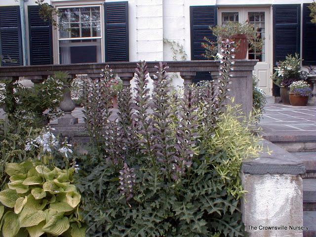 Photo of Bear's Breeches (Acanthus spinosus) uploaded by vic