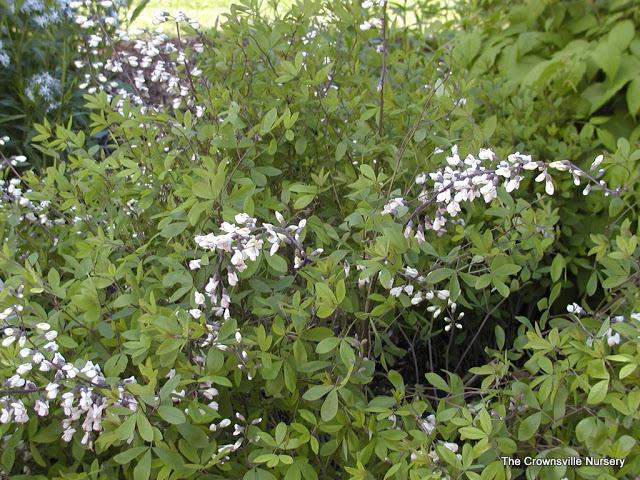 Photo of White Wild indigo (Baptisia alba) uploaded by vic