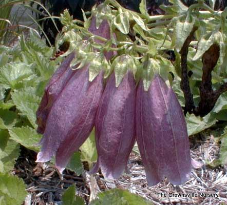 Photo of Spotted Bellflower (Campanula punctata 'Cherry Bells') uploaded by vic