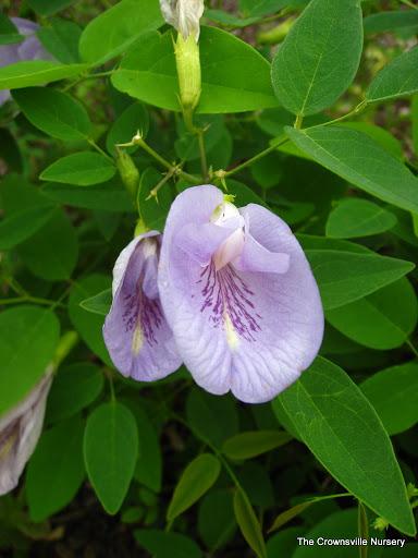 Photo of Butterfly Pea (Clitoria mariana) uploaded by vic