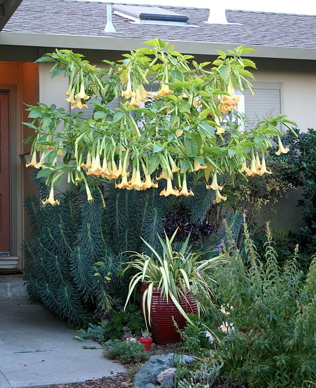 Photo of Angel's Trumpets (Brugmansia) uploaded by Calif_Sue