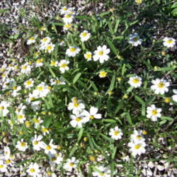 Location: N. E. Medina Co., Texas
Date: March 2007
Blackfoot Daisy blooming