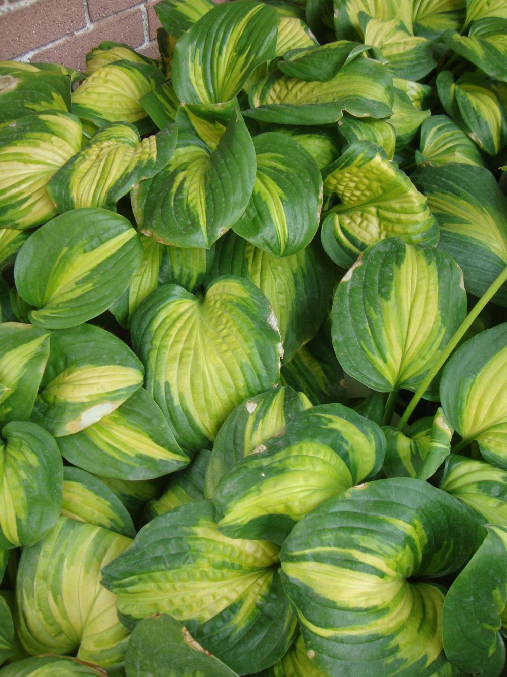 Photo of Hosta 'Cathedral Windows' uploaded by Paul2032