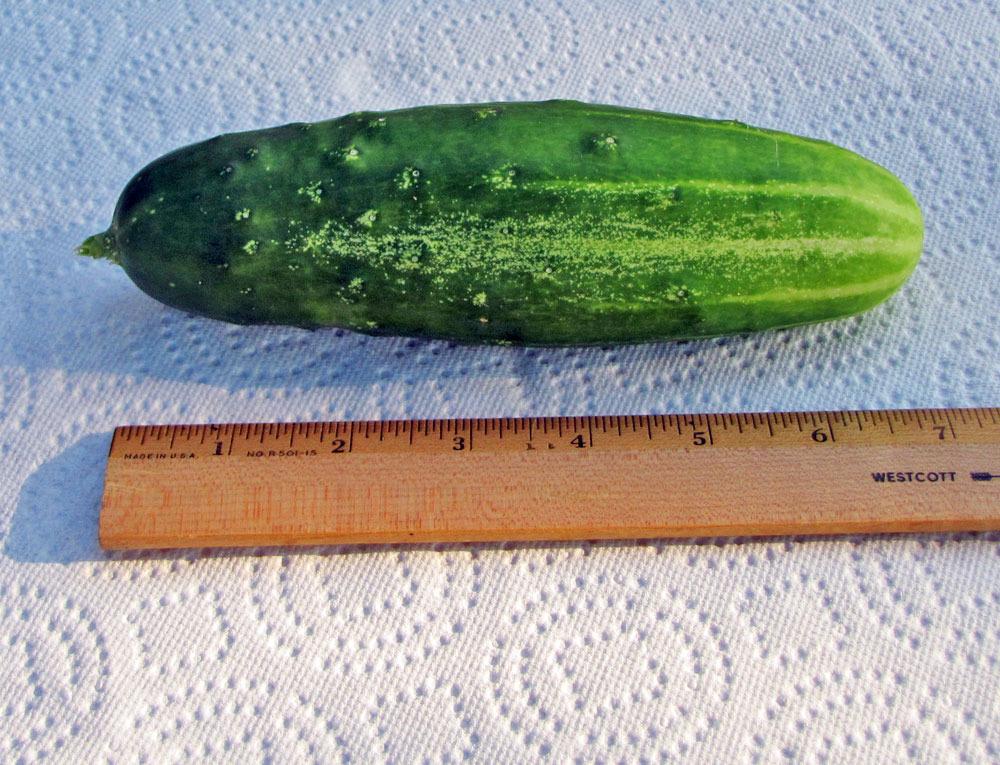 Photo of Cucumber (Cucumis sativus 'Homemade Pickles') uploaded by TBGDN