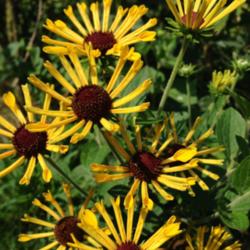 Location: Medina, TN
Date: August 2013
Rudbeckia 'Little Henry' shows off in its second year as it flowe