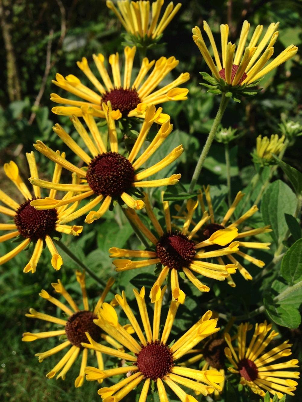 Photo of Quilled Dwarf Rudbeckia (Rudbeckia 'Little Henry') uploaded by clintbrown