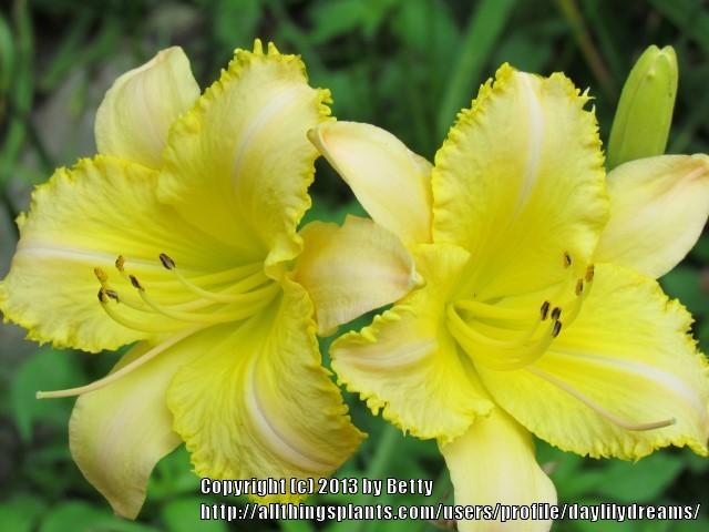 Photo of Daylily (Hemerocallis 'Lemon Fringed Pastel') uploaded by daylilydreams