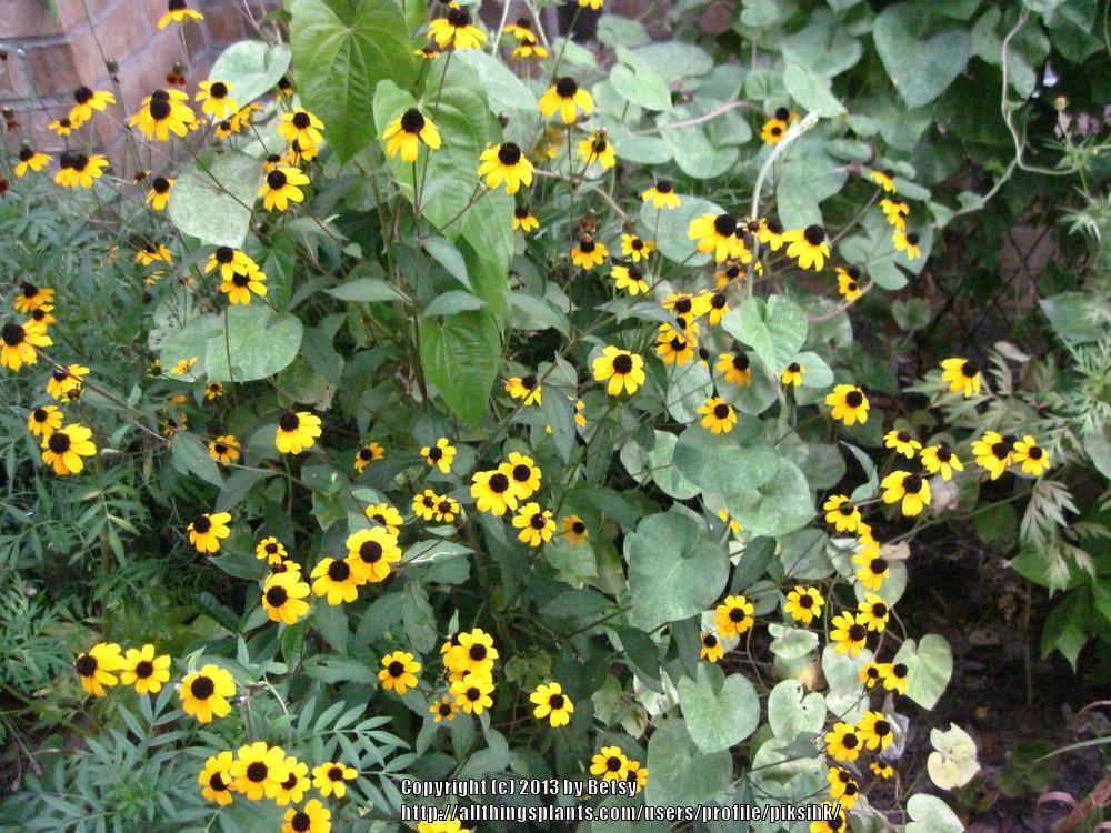Photo of Browneyed Susan (Rudbeckia triloba) uploaded by piksihk