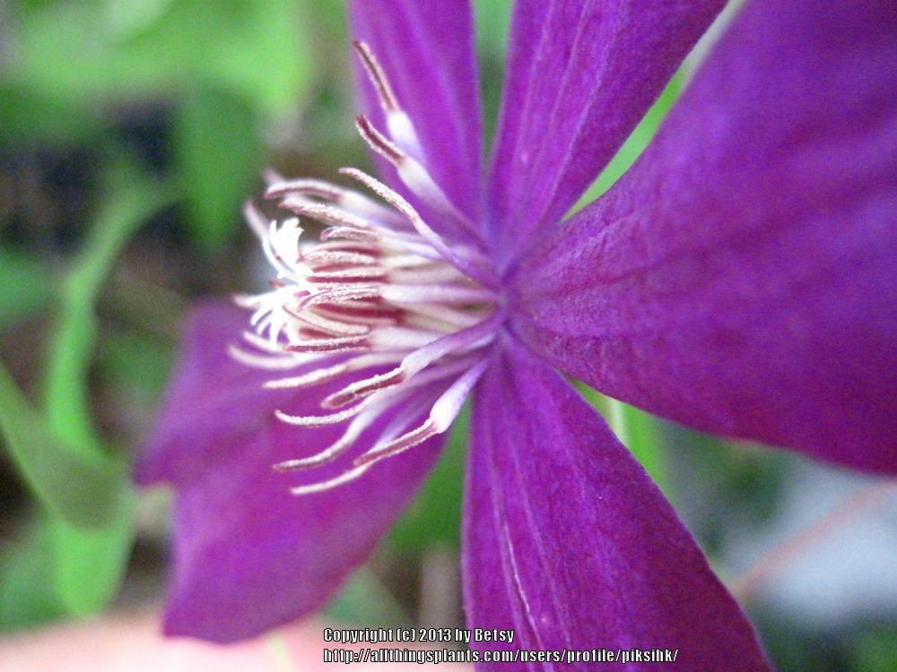 Photo of Clematis 'Crimson King' uploaded by piksihk