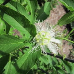 Location: Jacksonville, Fl.
Date: 2012-07-20 
My 1st Passionflower vine... P.incarnata 'Alba'…A wonderful gif