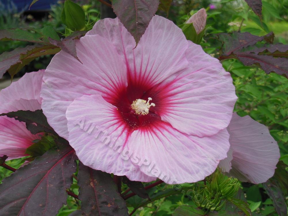 Photo of Hybrid Hardy Hibiscus (Hibiscus Summerific™ Summer Storm) uploaded by Moby