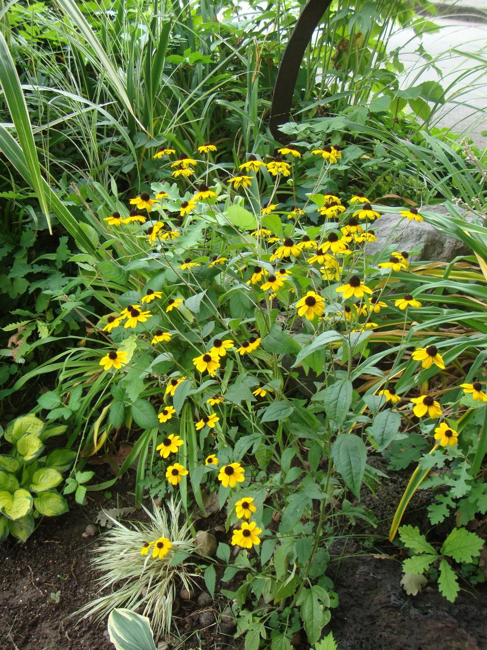 Photo of Browneyed Susan (Rudbeckia triloba) uploaded by Paul2032