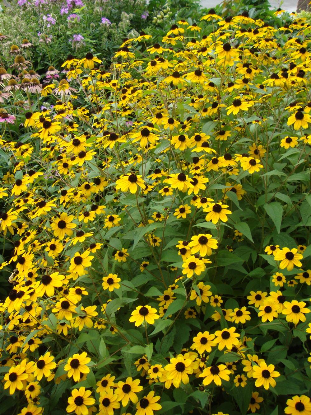 Photo of Browneyed Susan (Rudbeckia triloba) uploaded by Paul2032