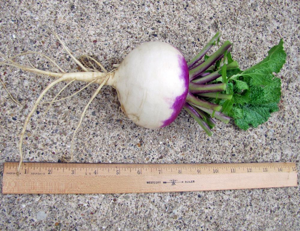 Photo of Turnip (Brassica rapa subsp. rapa 'Purple Top White Globe') uploaded by TBGDN