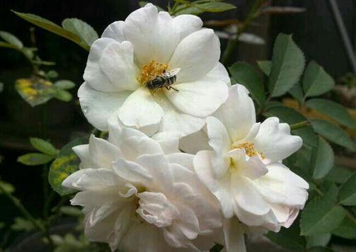 Photo of Hybrid Musk Rose (Rosa 'Prosperity') uploaded by farmwind