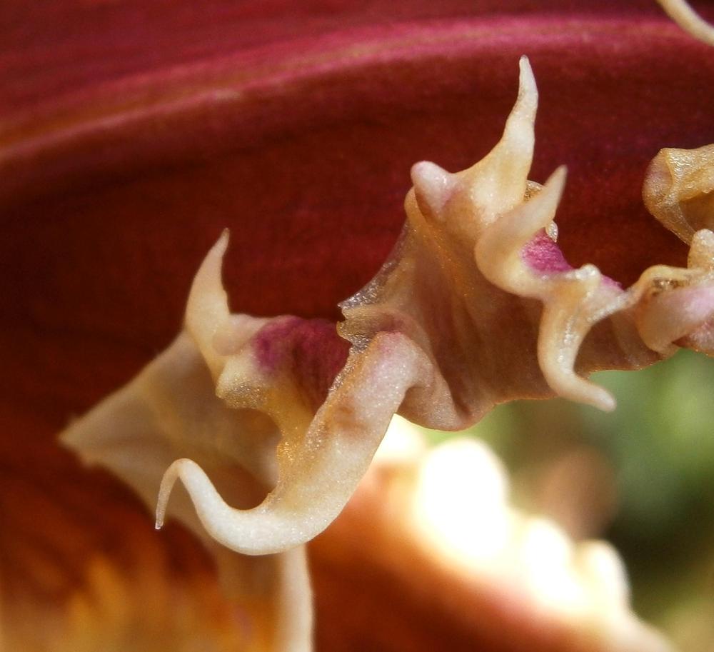 Photo of Daylily (Hemerocallis 'Rosy Spiketail') uploaded by mainstreet