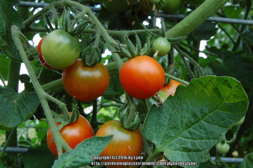 Photo of Tomato (Solanum lycopersicum 'Stupice') uploaded by valleylynn