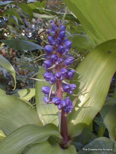 Photo of Blue Ginger (Dichorisandra thyrsiflora) uploaded by vic