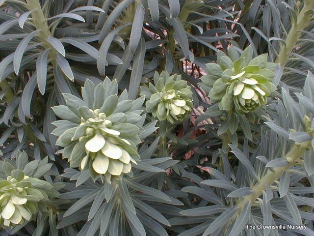Photo of Euphorbia (Euphorbia characias subsp. wulfenii) uploaded by vic