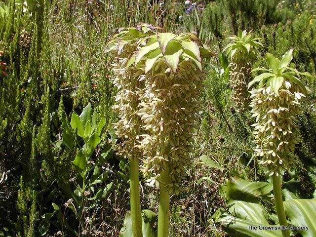 Photo of Pineapple Lily (Eucomis bicolor) uploaded by vic