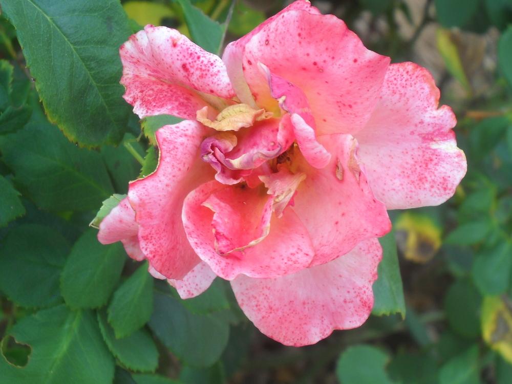 Photo of Rose (Rosa 'Easy Does It') uploaded by Katie