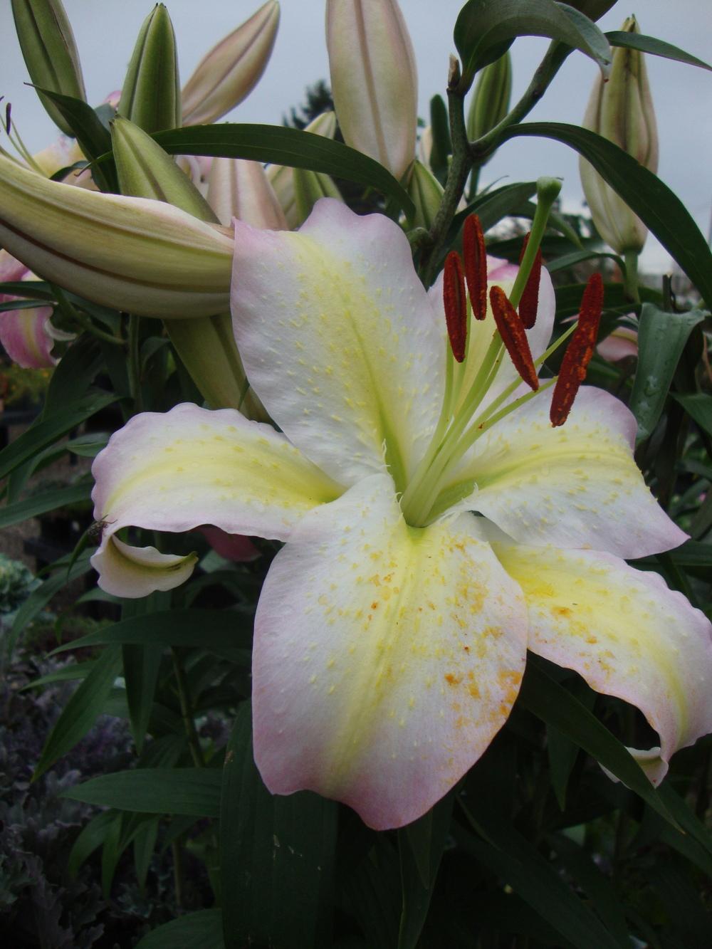 Photo of Lily (Lilium 'Tom Pouce') uploaded by Paul2032