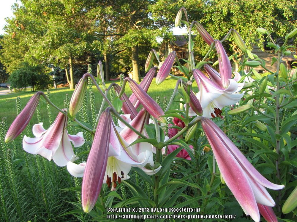 Photo of Lily (Lilium 'Easter Morn') uploaded by Roosterlorn