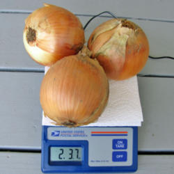 Location: My Place
Date: August 23, 2013
Three Onions: Two Pounds & 3.7 Ounces