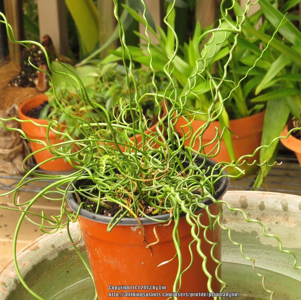 Photo of Corkscrew Rush (Juncus decipiens subsp. decipiens) uploaded by plantladylin